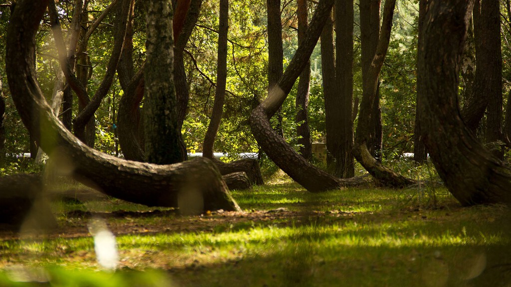 Árboles en un bosque antiguo con raíces y troncos que emergen del suelo en Sajonia-Anhalt