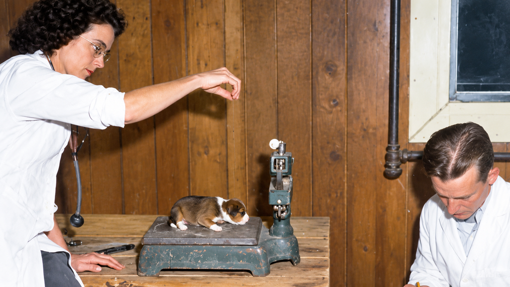 El experimento de 1945 en EE.UU. que buscaba crear un 'superperro' y sus implicaciones éticas y científicas
