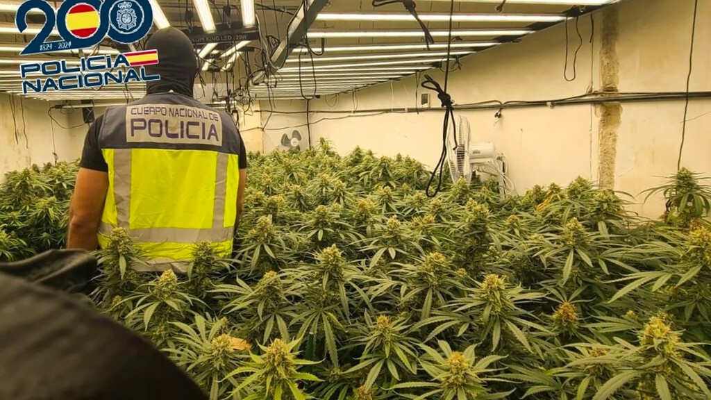 Sentencia en Guipúzcoa redefine el peso legal de marihuana excluyendo partes no psicoactivas