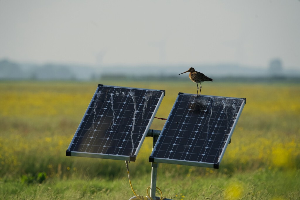 Aves rapaces sobre paneles solares en un paisaje sevillano en expansión