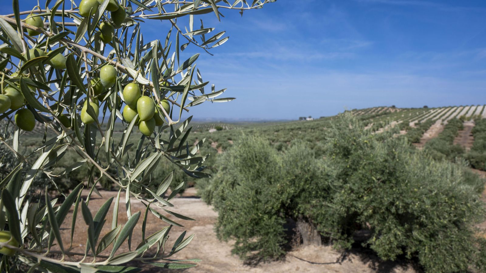 Campesinos recolectando aceitunas en un olivar durante la cosecha 2026 en España
