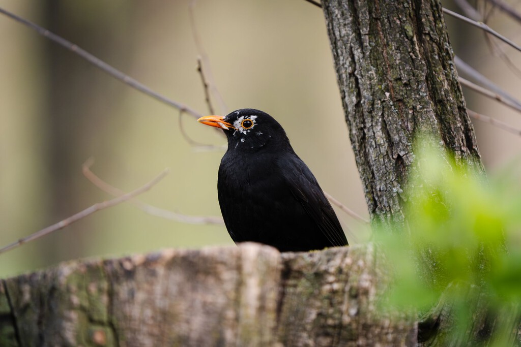 Canto de Pájaros y Salud Mental: Las Claves Acústicas