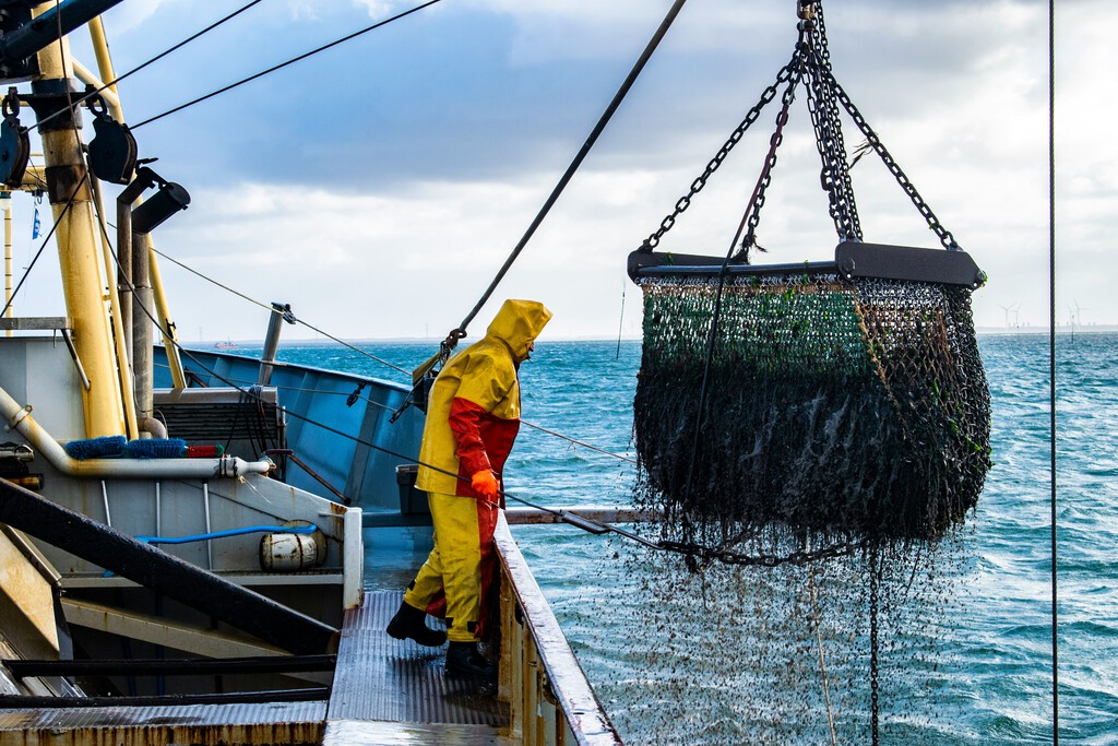 Crisis del Pulpo en Galicia: Pesca Local y Sostenibilidad