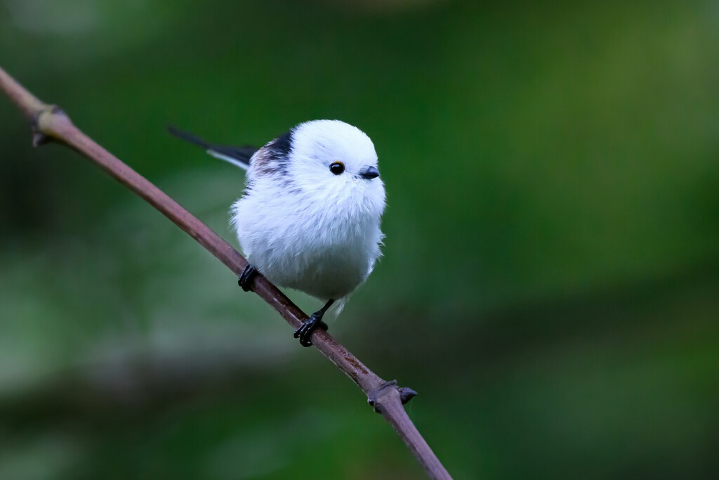 El shima-enaga, ave emblemática de Japón, mantiene su población estable en 2026 gracias a políticas de conservación y protección