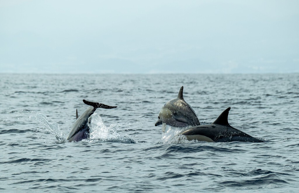 Evolución de las Ballenas: De la Tierra Firme al Océano