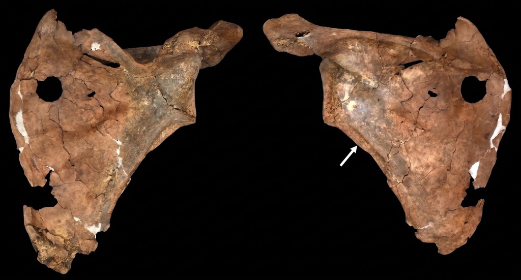 Hallazgo en Irak demuestra que los neandertales practicaban cuidado social hace 75.000 años
