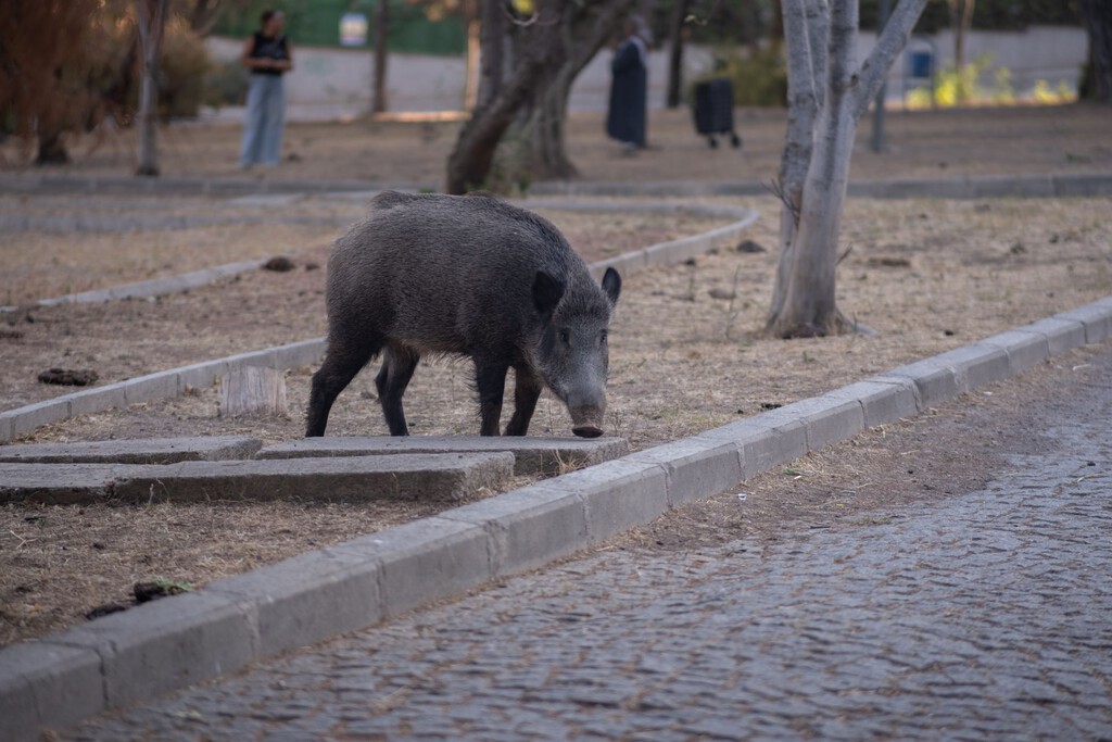 Jabalí de gran tamaño en un entorno rural de Galicia, rodeado de vegetación y cultivos.