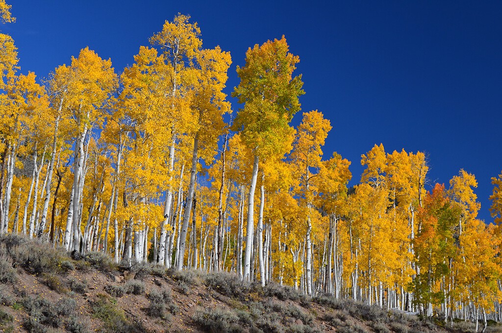 Pando en Utah: El Organismo Vivo Más Pesado del Mundo