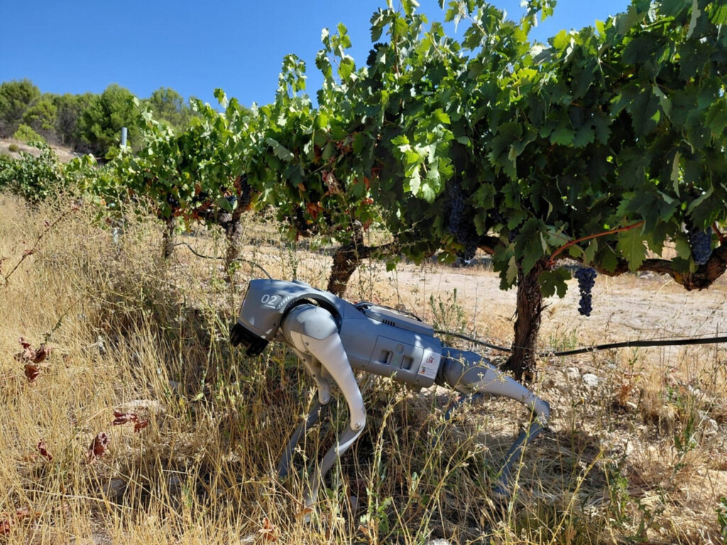 Agricultura en Extremadura revoluciona con perro robot IA | El Informador