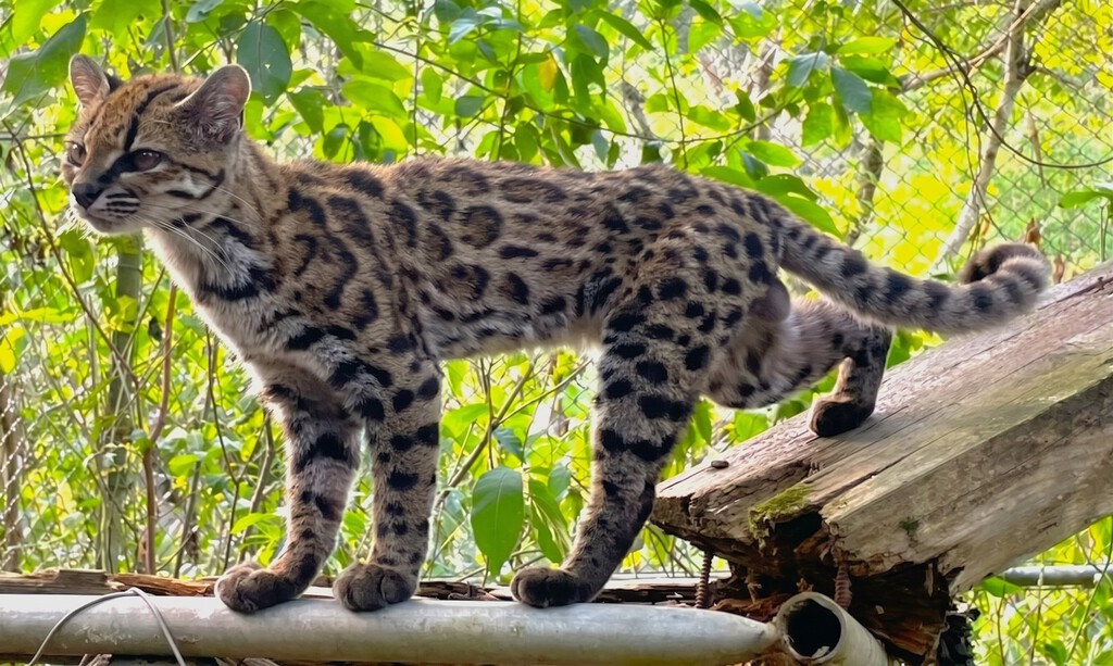 Ejemplar de *Felis turkestensis* en hábitat árido de desierto de Kara-Kum
