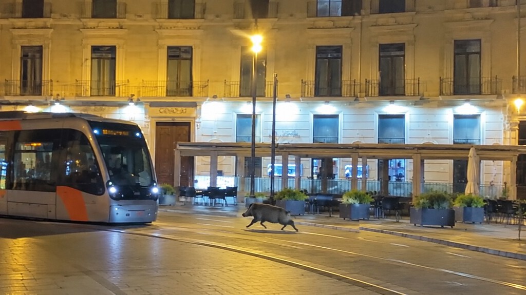 Jabalí en las Fiestas del Pilar Zaragoza 2026 genera alerta y operativo de emergencia